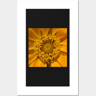 Heart Opening Yellow Golden Zinnia Burst Posters and Art